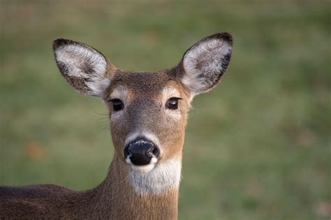 More Doe Tags Available in Pennsylvania This Fall - Realtree Camo