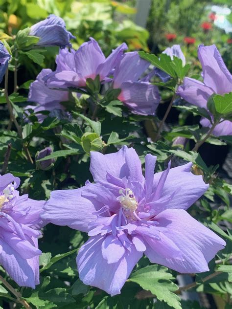 The Hanover Plant Farm Nursery and Garden Center – Hanover Vegetable Farm