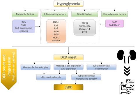 What’s New in the Molecular Mechanisms of Diabetic Kidney Disease ...