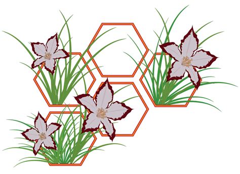 Image result for Hexagonal Frame Png