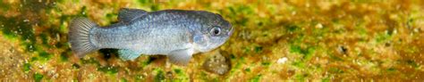 Devils Hole pupfish | FWS.gov