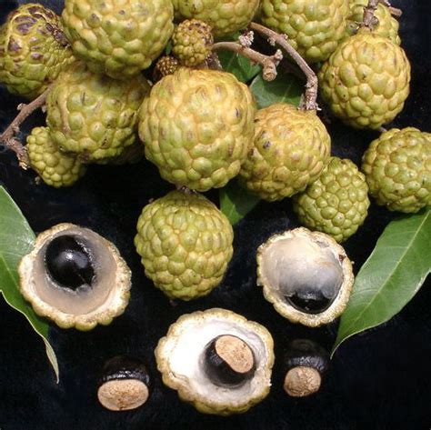 Alupag fruit Plants (Dimocarpus Didyma) – veliyathgardens
