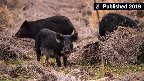 Feral Pigs Roam the South. Now Even Northern States Aren’t Safe. - The ...