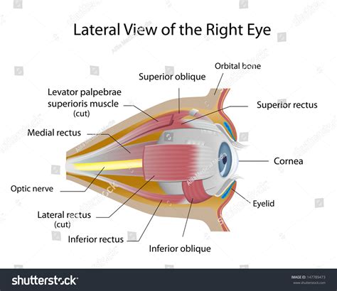 Human Eye Orbit Anatomy Stock Photo 147789473 : Shutterstock