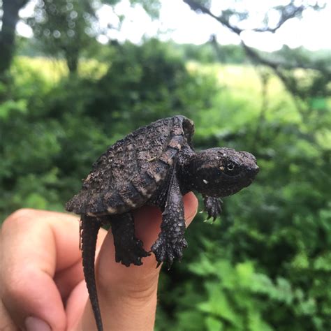 Wetland Animals And Plants For Kids