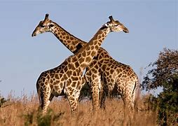 Image result for Giraffe Baby Nursery
