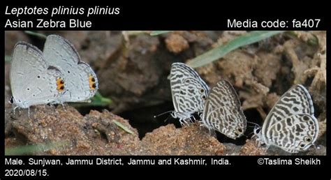 Leptotes plinius | Butterfly
