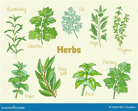 Rosemary, Coriander, Cilantro, Dill, Sage, Thyme, Mint, Bay Leaf ...