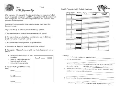 Image result for DNA Fingerprinting Lab Worksheet Printable