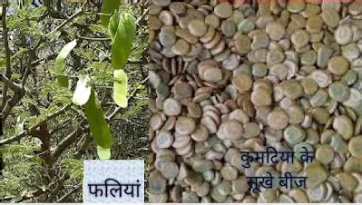 कुमट का पेड़ : कुमटिया के पेड़ और बीज और गोंद। Kumatiya ki Sabji