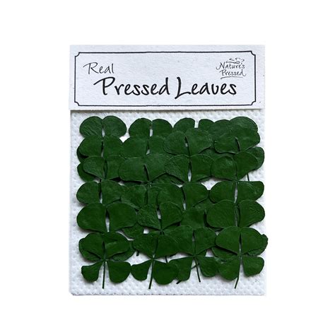 Four-leaf Clover - Nature's Pressed