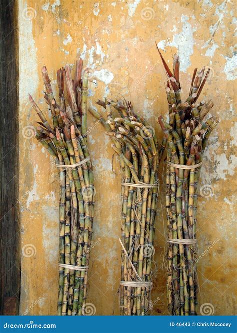 Bundles of raw sugar cane. stock image. Image of crops, cane - 46443