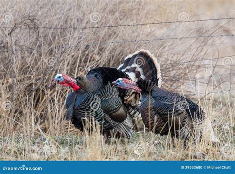 Turkeys Gobbling stock photo. Image of grass, display - 39533680