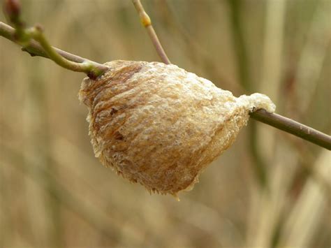 Amazon.com: Praying Mantis Egg Case With Hatching Habitat - 2 Praying ...