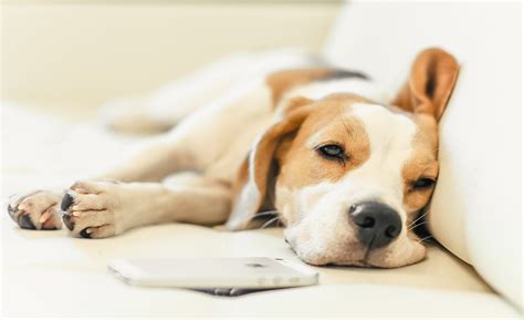 Depression in Dogs: Symptoms, Treatment, and Prevention – Wagr Petcare