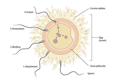 Image result for fertilisation