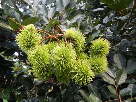 Cloud Farm Live Rare Yellow Rambutan Hybrid Exotic Fruit Seedling Live ...