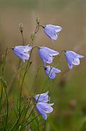 Image result for Blue Wild Spring Flowers