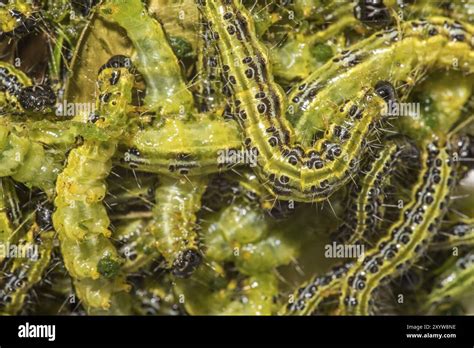 Image result for Box Tree Moth Control