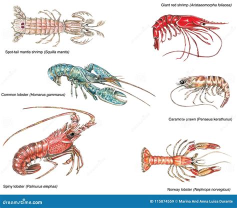 Types Of Lobster