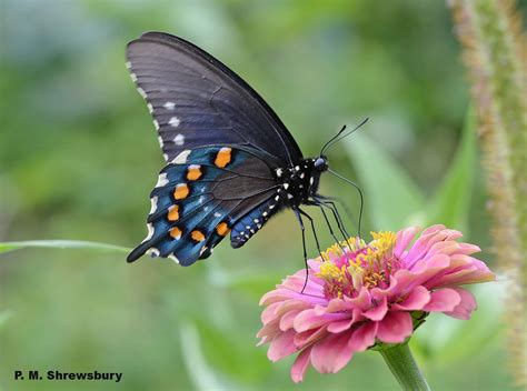 Blue Swallowtail Butterfly