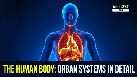 The Human Body : The Human Body Organ Systems In Detail