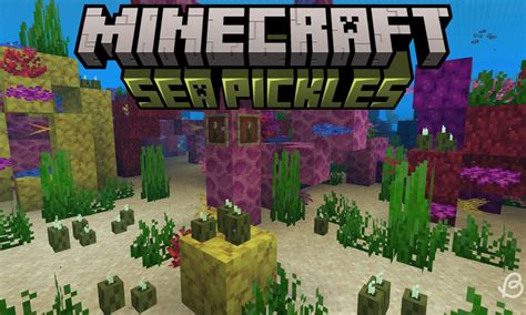 Sea Pickles in Minecraft: How to Get and Use Them