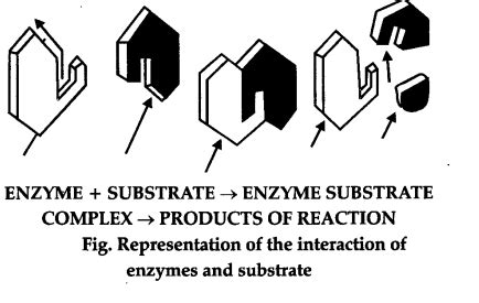 Illustrate lock and key hypothesis of enzyme action - CBSE Class 11 ...