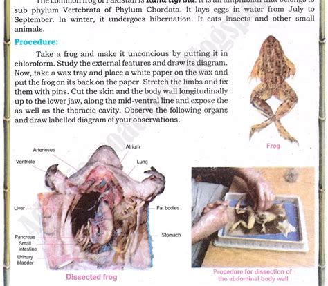 Frog Dissection Biology by Me 的图像结果