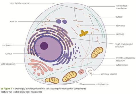 Biological Cell Structure 的图像结果