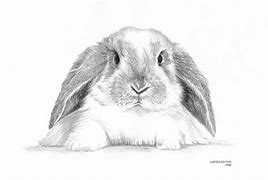 Image result for Holland Lop Rabbit Baby