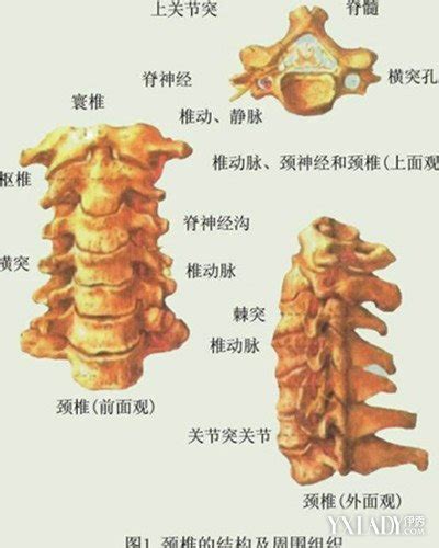 Image result for Vertebrae Alignment