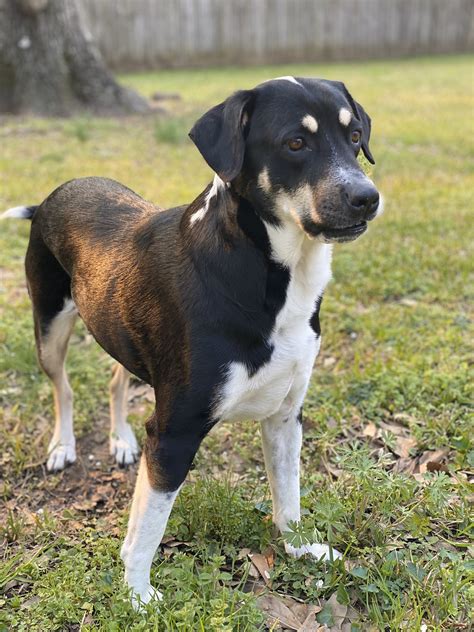 Doberman Pinscher Boxer Mix