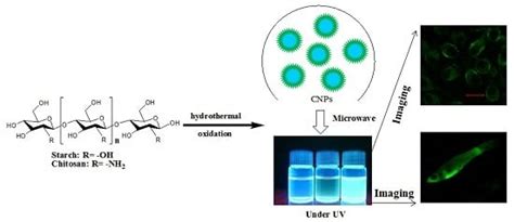 Nanostructures Derived from Starch and Chitosan for Fluorescence Bio ...