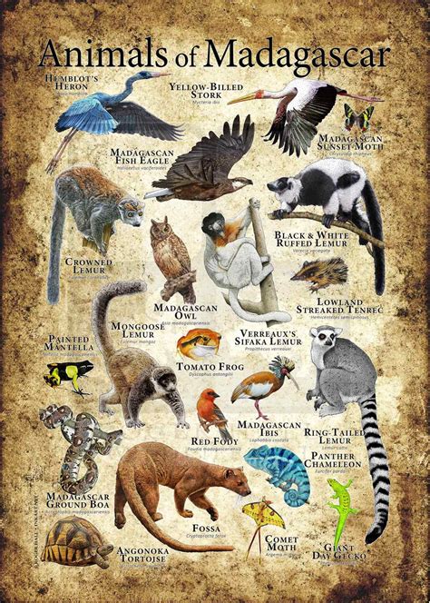 Animals Of Madagascar