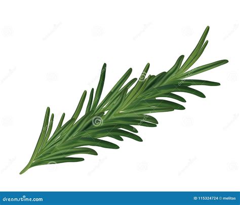 Hojas Romero Ingles at Tomas Jacobs blog