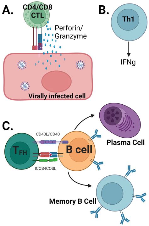 SARS-CoV-2: Immunity, Challenges with Current Vaccines, and a Novel ...