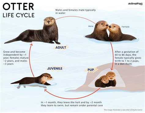 Otters - Types, Size, Habitat, Diet, Lifespan, Predators, & Pictures