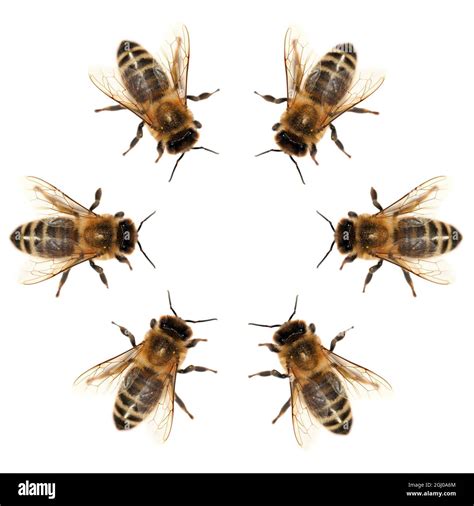 group of bee or honeybee in Latin Apis Mellifera, european or western ...