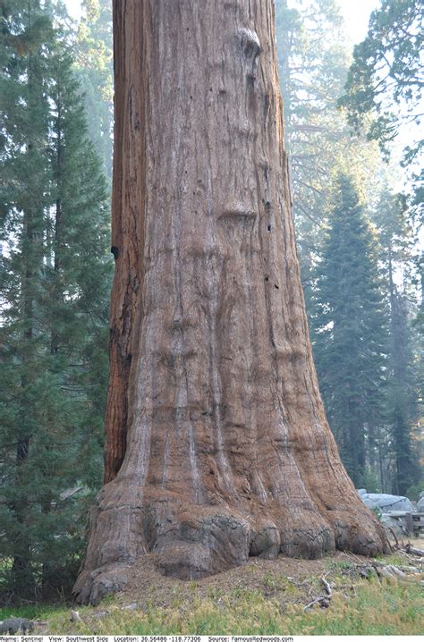 Image result for Tree Sentinel Rear Picture