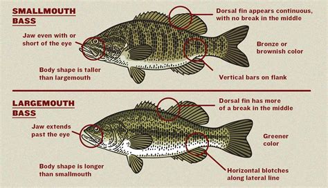 Smallmouth vs Largemouth Bass: The Ultimate Angler's Guide