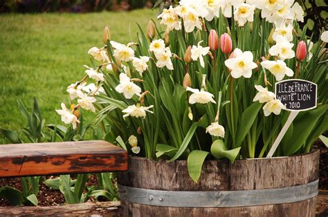 Flower Bulb Lasagna Growing   Learn About The Lasagna Bulb  