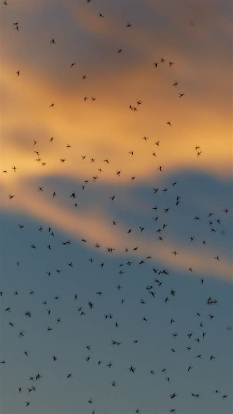 Free Images : water, cloud, sky, morning, fly, insect, calm, rave, diptera, shorebird, many ...