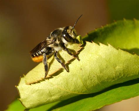 Cutter Bee Bugs at Dean Metoyer blog