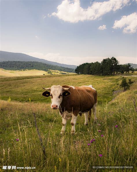 草原牛 的图像结果