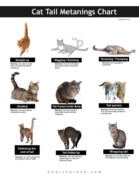 Cat Tail Meanings Chart | Know Your Cat Tail Language