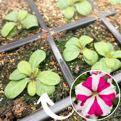 How to Grow Petunias from Seed - growhappierplants.com