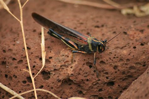 Images Gratuites : Galapagos, sauterelle, criquet, invertébré, Cricket, comme, insecte, Insectes ...