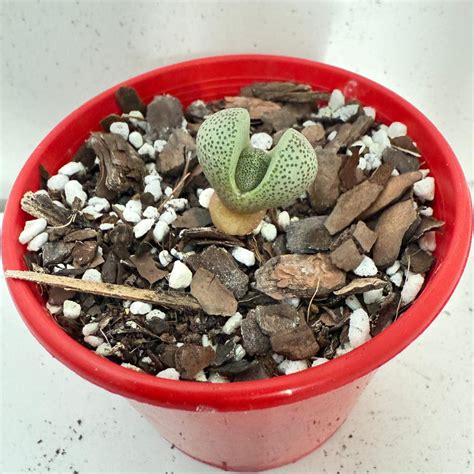 Pleiospilos nelii 'Split Rock' Succulent | Unique Stone-Like Plant