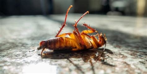 Cockroach Fumigation 的图像结果